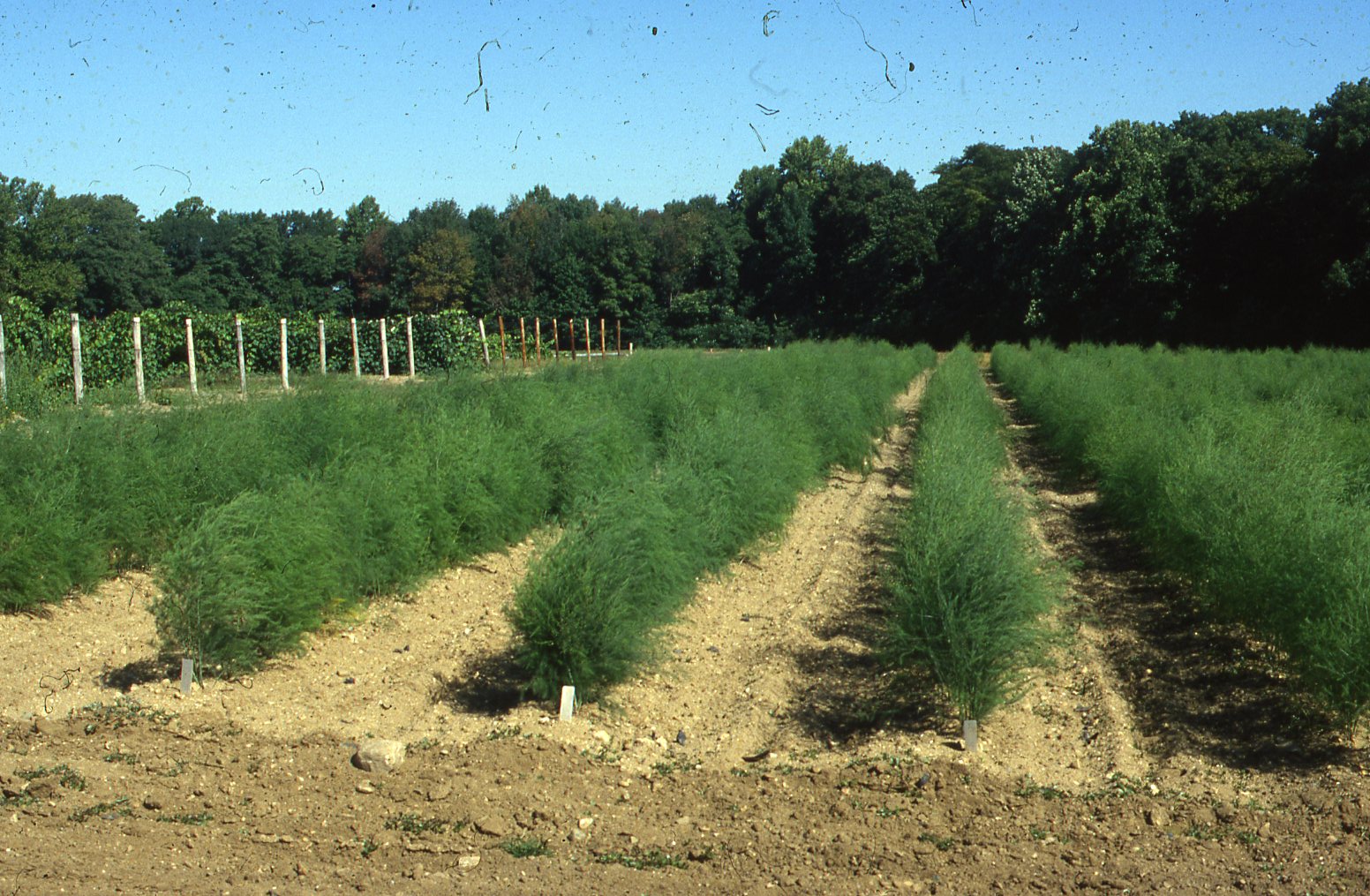 Ensuring Season Long Weed Control For Asparagus Growers Ir 4 Project