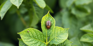 potato beetle feature (1)