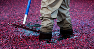 A farmer wades through a cranberry bog at harvest time.